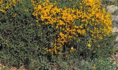 Genista ramosissima