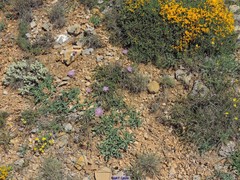 Teucrium gnaphalodes
