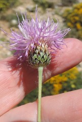 Klasea nudicaulis
