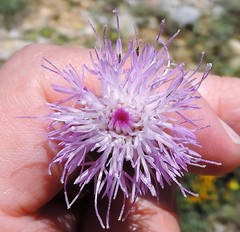Klasea nudicaulis