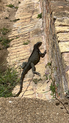 Iguana iguana