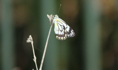 Belenois java teutonia