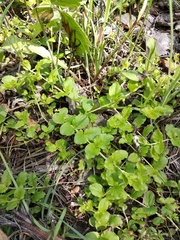 Lysimachia nummularia