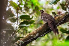 Dromococcyx phasianellus