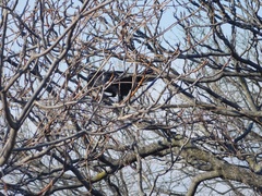 Corvus corax