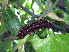 Battus philenor hirsuta