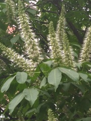 Aesculus chinensis