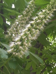 Aesculus chinensis