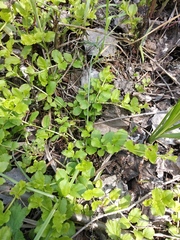 Lysimachia nummularia