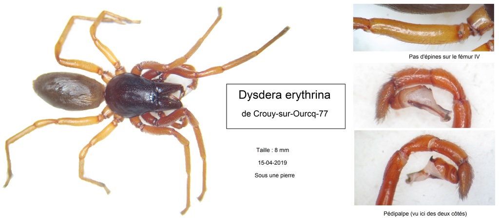 Lesser Woodlouse Spider from Crouy-sur-Ourcq, France on April 15, 2019 ...