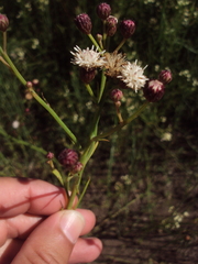 Baccharis juncea
