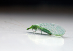 Pseudomallada prasinus