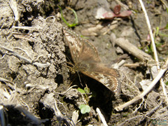 Erynnis tages