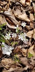 Hepatica americana