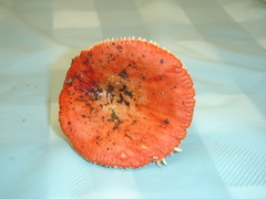 Russula pseudolepida