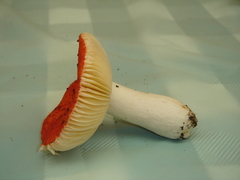 Russula pseudolepida