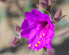 Mirabilis elegans