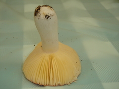 Russula pseudolepida