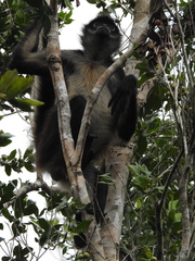 Ateles geoffroyi vellerosus