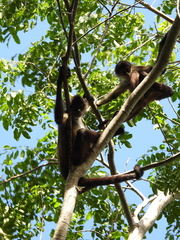 Ateles geoffroyi vellerosus