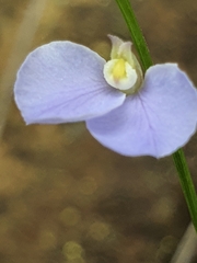 Comesperma defoliatum