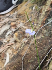 Comesperma defoliatum