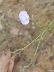 Comesperma defoliatum