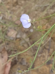 Comesperma defoliatum