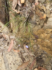 Comesperma defoliatum