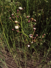 Baccharis juncea
