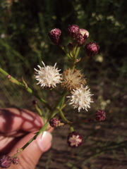 Baccharis juncea