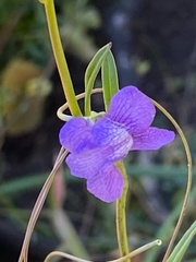 Neogaerrhinum strictum