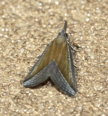 Hypena conscitalis