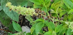 Ocimum americanum