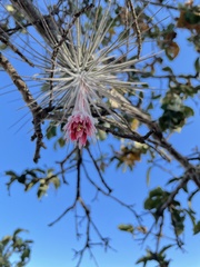 Tillandsia plumosa