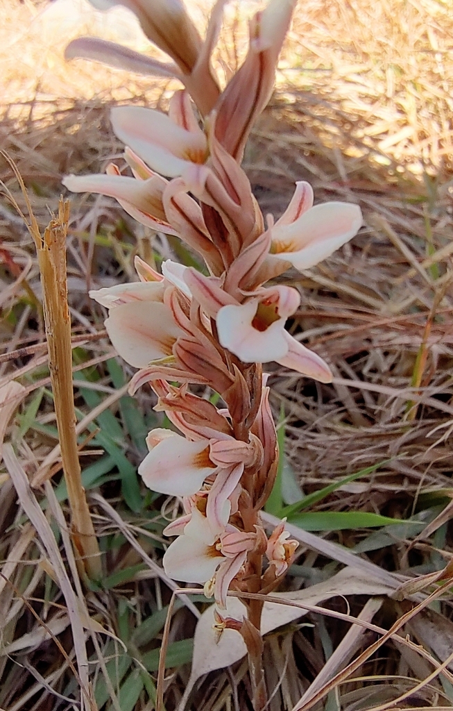 Schiedeella crenulata