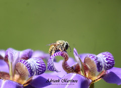 Xylocopa subvirescens