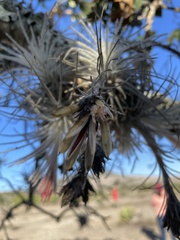 Tillandsia plumosa