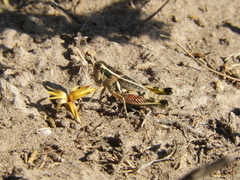 Dichroplus vittatus