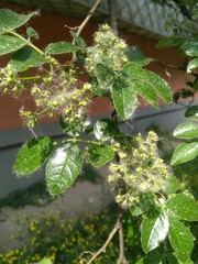 Zanthoxylum bungeanum