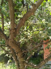 Zanthoxylum bungeanum