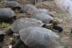 Chelonoidis niger chathamensis