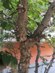 Zanthoxylum bungeanum