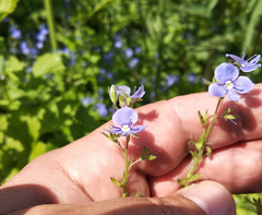 Veronica chamaedrys