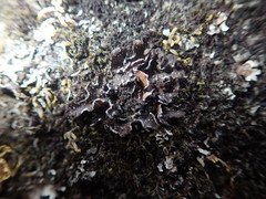 Pseudocyphellaria intricata
