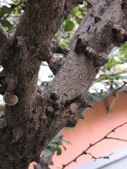 Zanthoxylum bungeanum