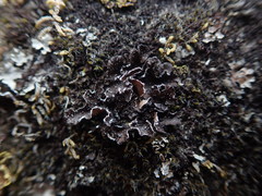 Pseudocyphellaria intricata