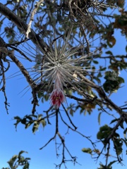 Tillandsia plumosa