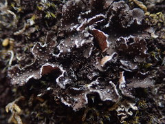 Pseudocyphellaria intricata