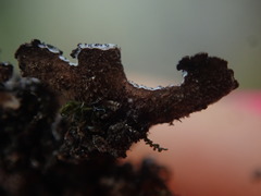 Pseudocyphellaria intricata